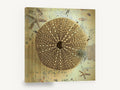 Sea Urchin Shell Study, vintage sea urchin shell beach, stretched canvas wall art print ready to hang