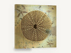 Sea Urchin Shell Study, vintage sea urchin shell beach, stretched canvas wall art print ready to hang