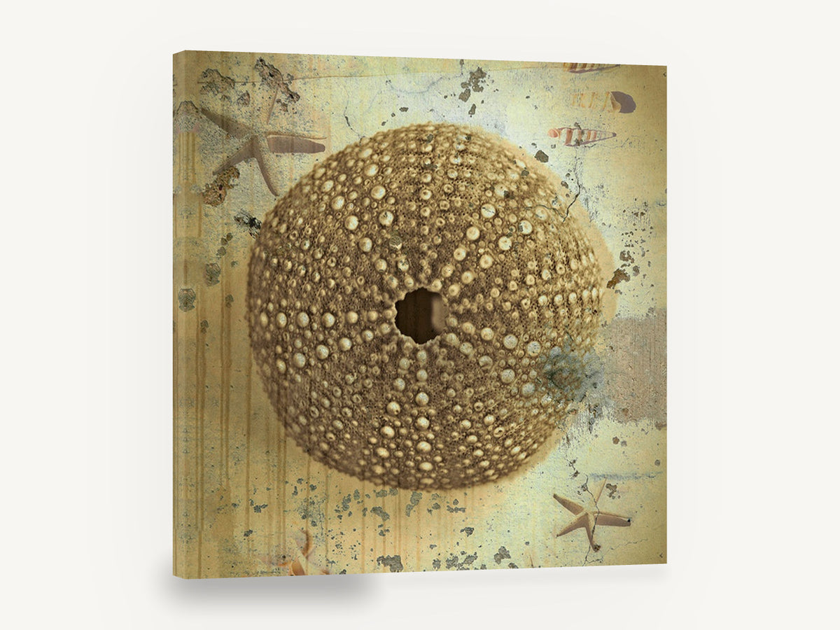 Sea Urchin Shell Study, vintage sea urchin shell beach, stretched canvas wall art print ready to hang
