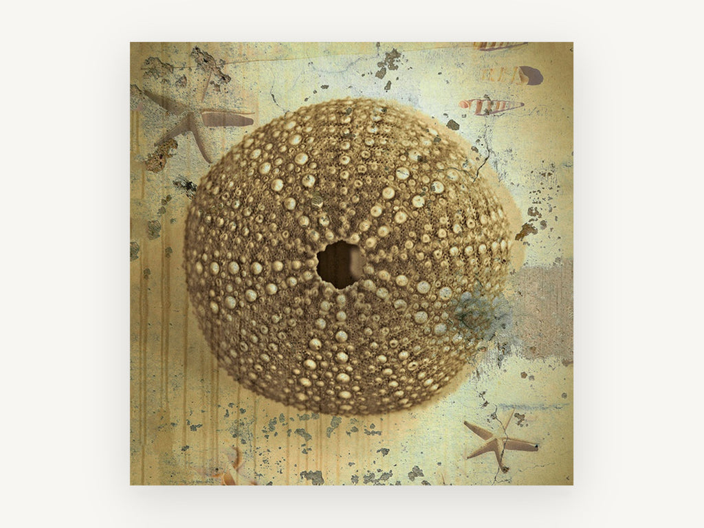 Sea Urchin Shell Study, vintage canvas wall art print, front view
