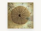 Sea Urchin Shell Study, vintage canvas wall art print, front view