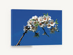 Blossom Against Blue, white blossom branch blue sky photograph, floral canvas wall art print ready to hang
