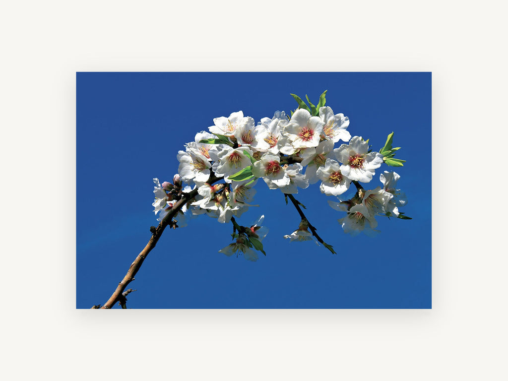 Blossom Against Blue, floral canvas wall art print, front view
