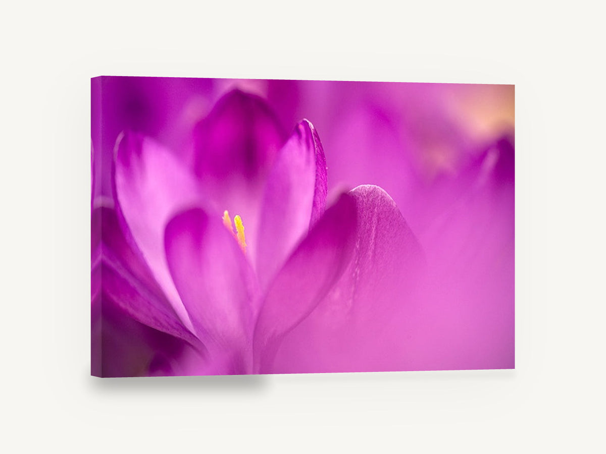 Crocus Glow, purple crocus macro photograph, floral canvas wall art print ready to hang