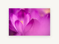Crocus Glow, floral canvas wall art print, front view