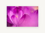 Crocus Glow, floral canvas wall art print, front view