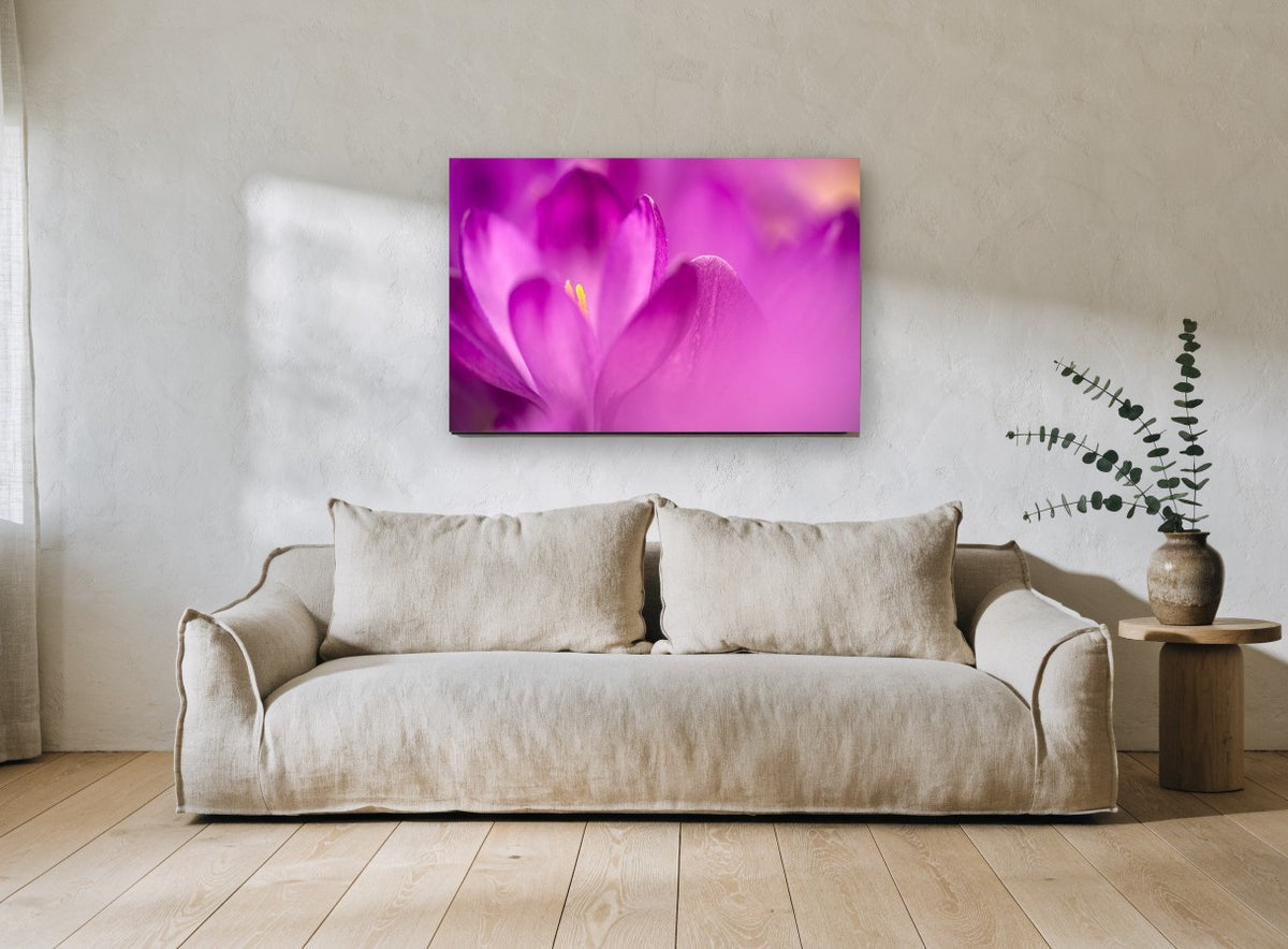 Crocus Glow floral canvas print on the wall of a living room