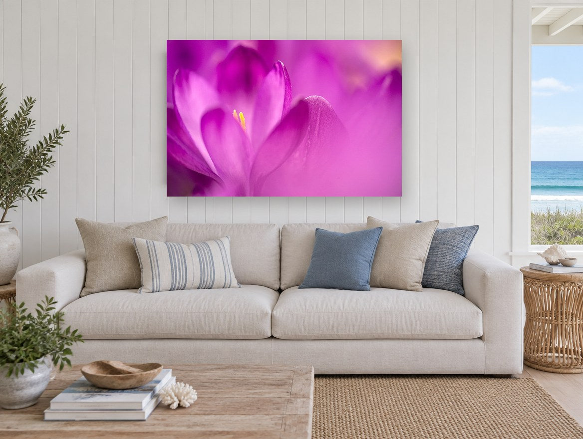 Crocus Glow floral canvas print on the wall of a beach house living room