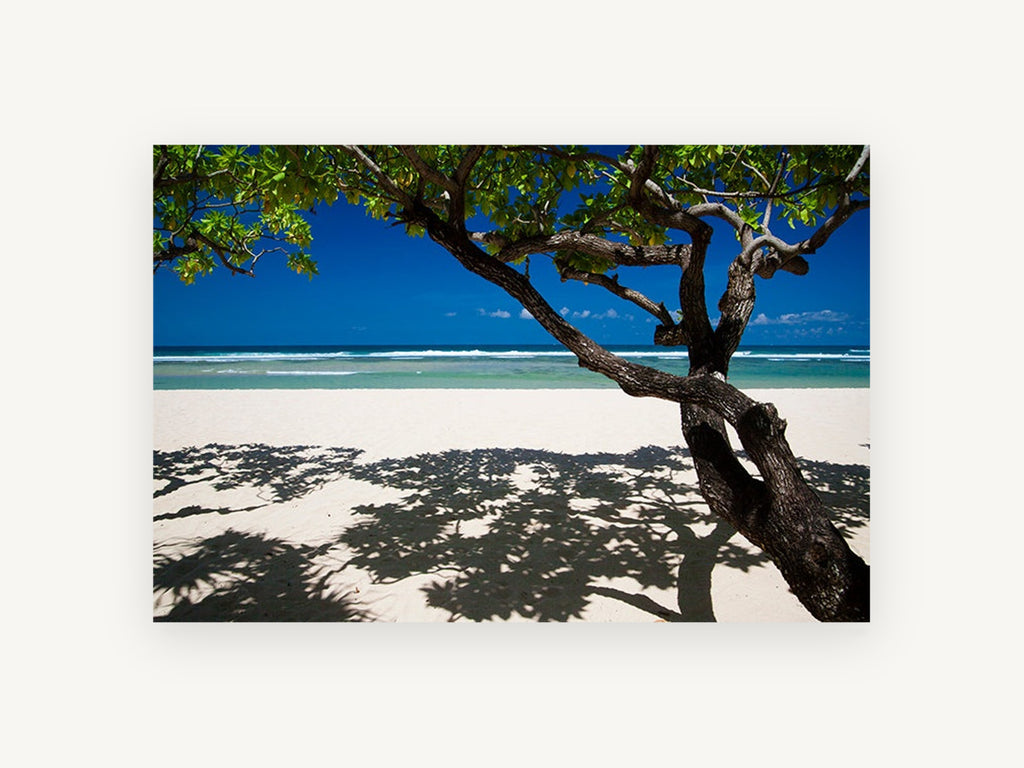 Shade Tree Shoreline, coastal canvas wall art print, front view