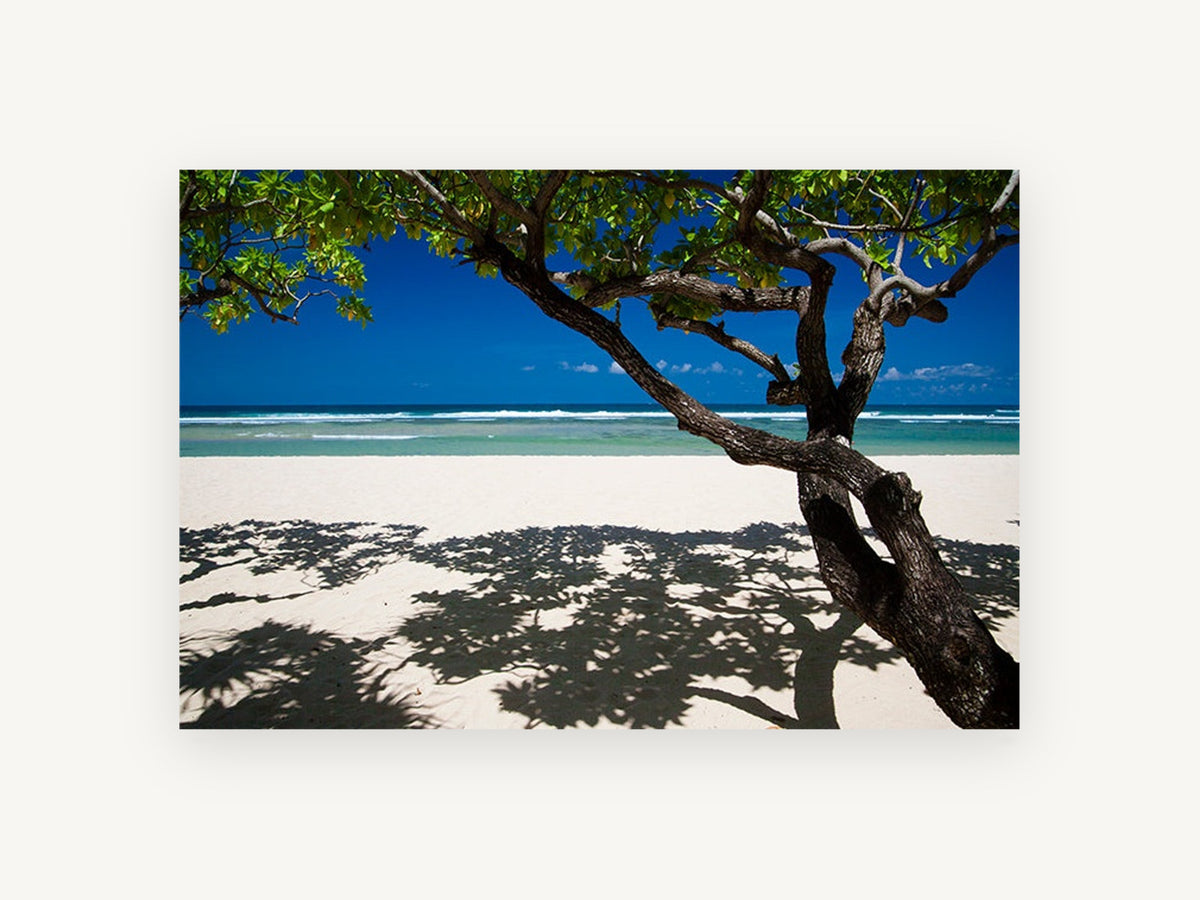 Shade Tree Shoreline, coastal canvas wall art print, front view