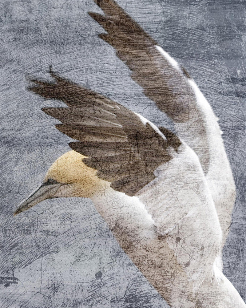 In Flight II Wall Art Print