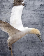  In Flight I Wall Art Print