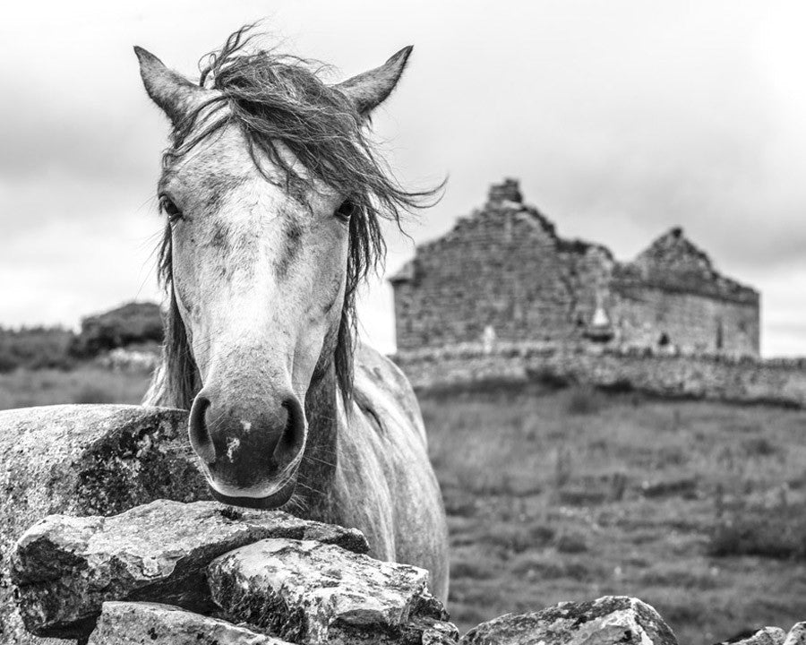 Ireland Horse Wall Art Print