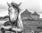 Ireland Horse Wall Art Print