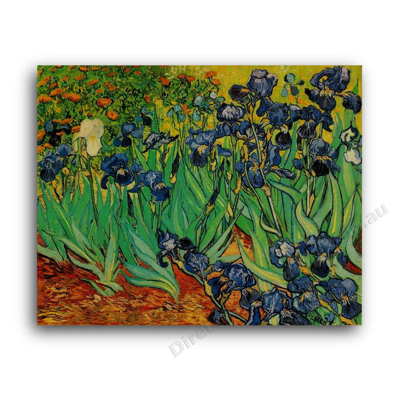 Irises