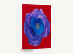 Violet Bloom on Red, purple blue flower red background painting, floral canvas wall art print ready to hang