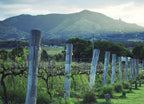 Kooroomba Queensland Vineyard Wall Print