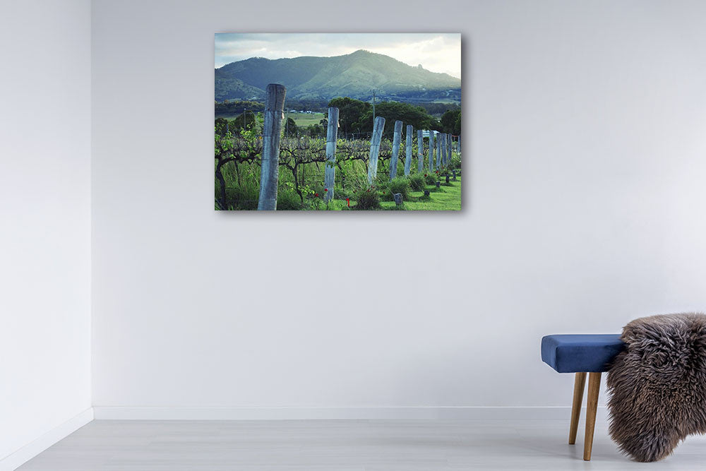 Kooroomba Queensland Vineyard Wall Print on the wall