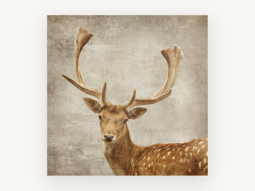 Fallow Buck Portrait, fallow deer textured portrait, animal canvas wall art print, front view
