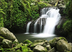 Lamington National Park Australia Wall Print
