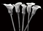 Lilies at Night Wall Art Print
