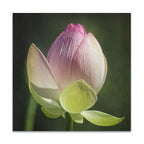 Lotus Bud Wall Art Print