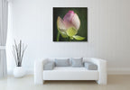 Lotus Bud Wall Art Print on the wall