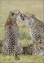 Loving Cheetah Wall Art Print