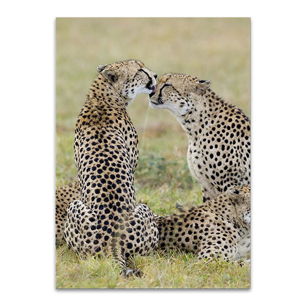 Loving Cheetah Wall Art Print