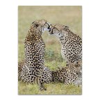 Loving Cheetah Wall Art Print