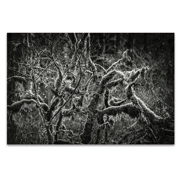 Lowland Winter Forest Wall Art Print