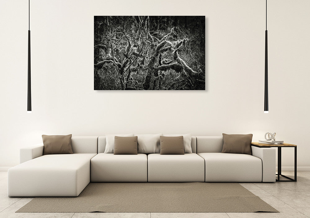 Lowland Winter Forest Wall Art Print on the wall