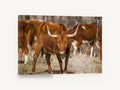 Straw Yard Longhorn, longhorn cattle photograph, animal canvas wall art print ready to hang