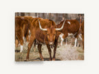 Straw Yard Longhorn, longhorn cattle photograph, animal canvas wall art print ready to hang
