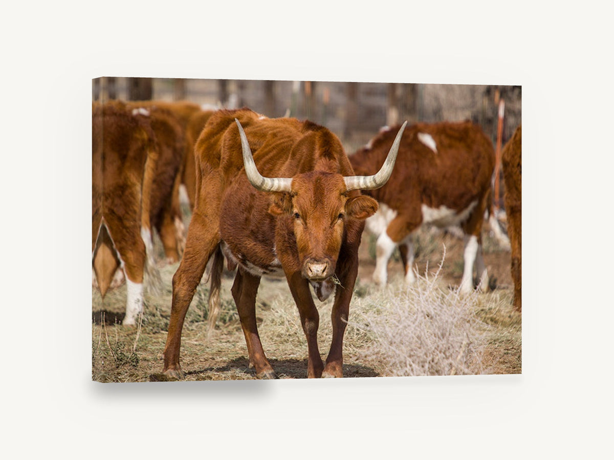 Straw Yard Longhorn, longhorn cattle photograph, animal canvas wall art print ready to hang
