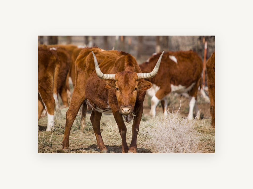 Straw Yard Longhorn, longhorn cattle photograph, animal canvas wall art print, front view