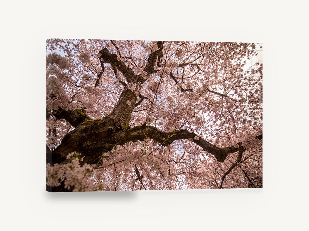 Blossom Canopy Overhead, cherry blossom tree canopy photograph, floral canvas wall art print ready to hang