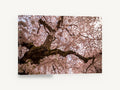 Blossom Canopy Overhead, cherry blossom tree canopy photograph, floral canvas wall art print ready to hang