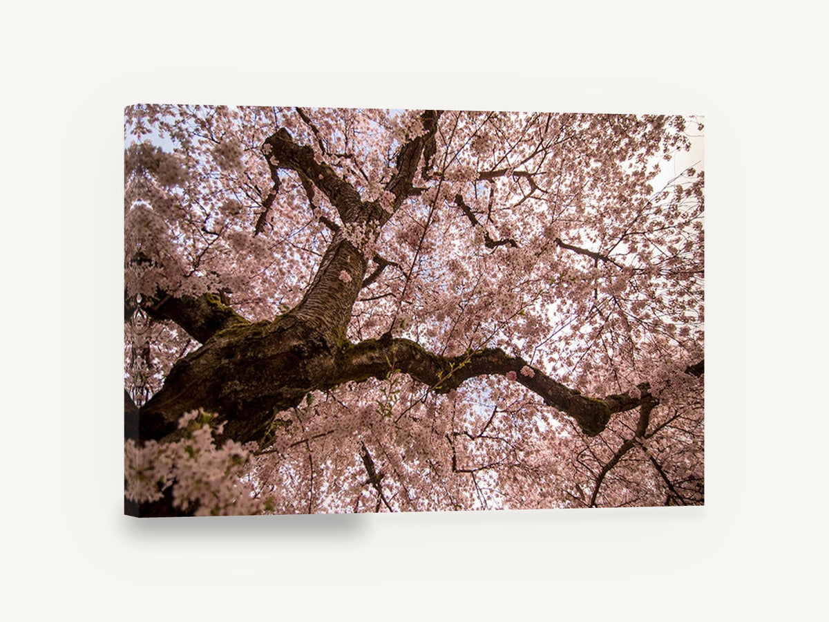Blossom Canopy Overhead, cherry blossom tree canopy photograph, floral canvas wall art print ready to hang