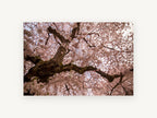 Blossom Canopy Overhead, floral canvas wall art print, front view