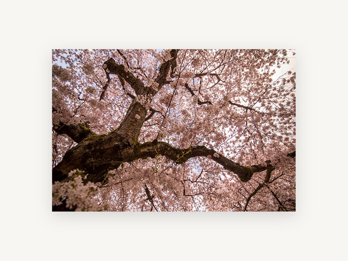Blossom Canopy Overhead, floral canvas wall art print, front view