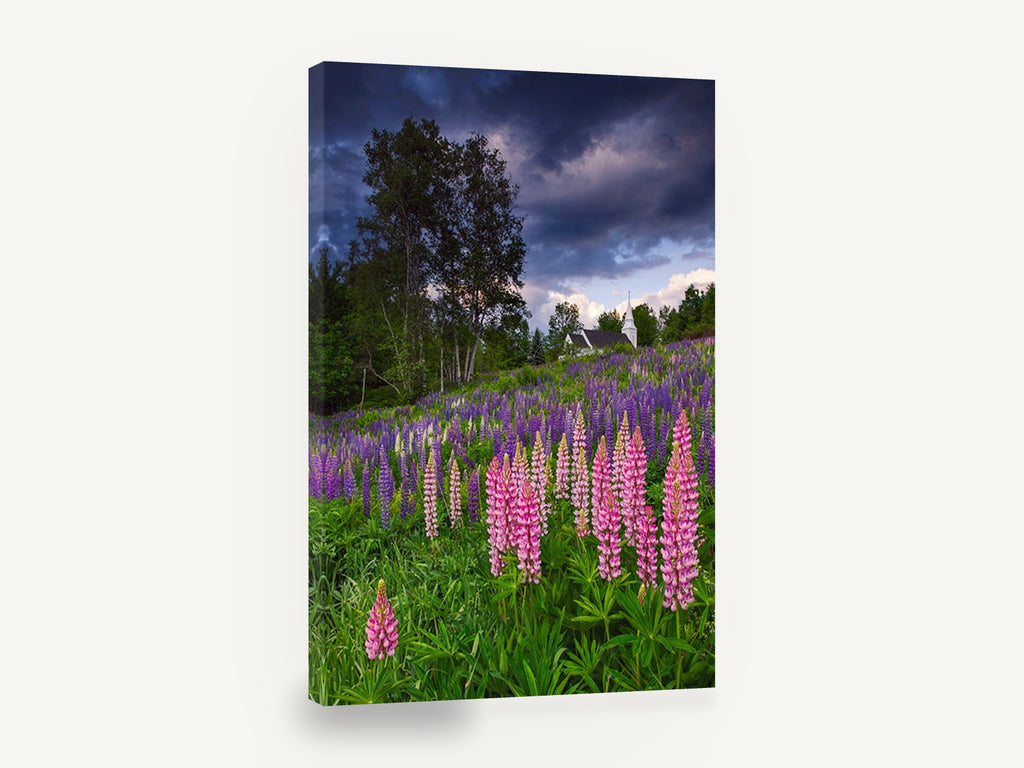 Lupine Hill Storm, lupine field white church photograph, floral canvas wall art print ready to hang