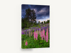 Lupine Hill Storm, lupine field white church photograph, floral canvas wall art print ready to hang