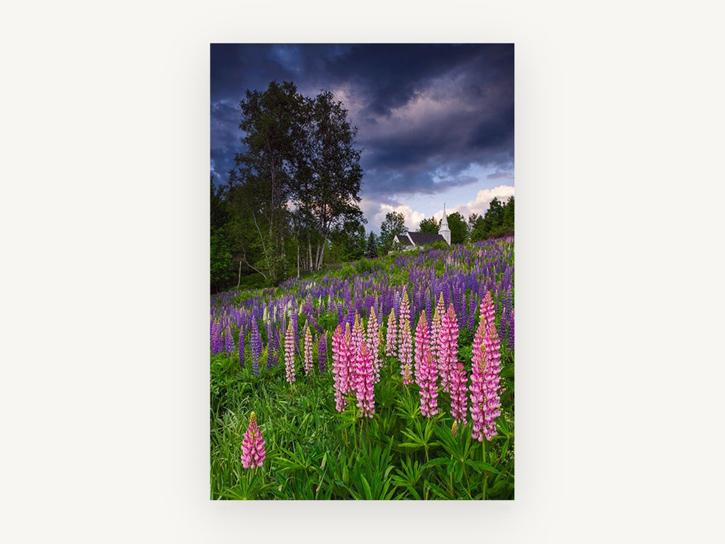Lupine Hill Storm, floral canvas wall art print, front view