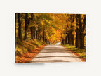 Golden Maple Lane, autumn maple road photograph, landscape canvas wall art print ready to hang