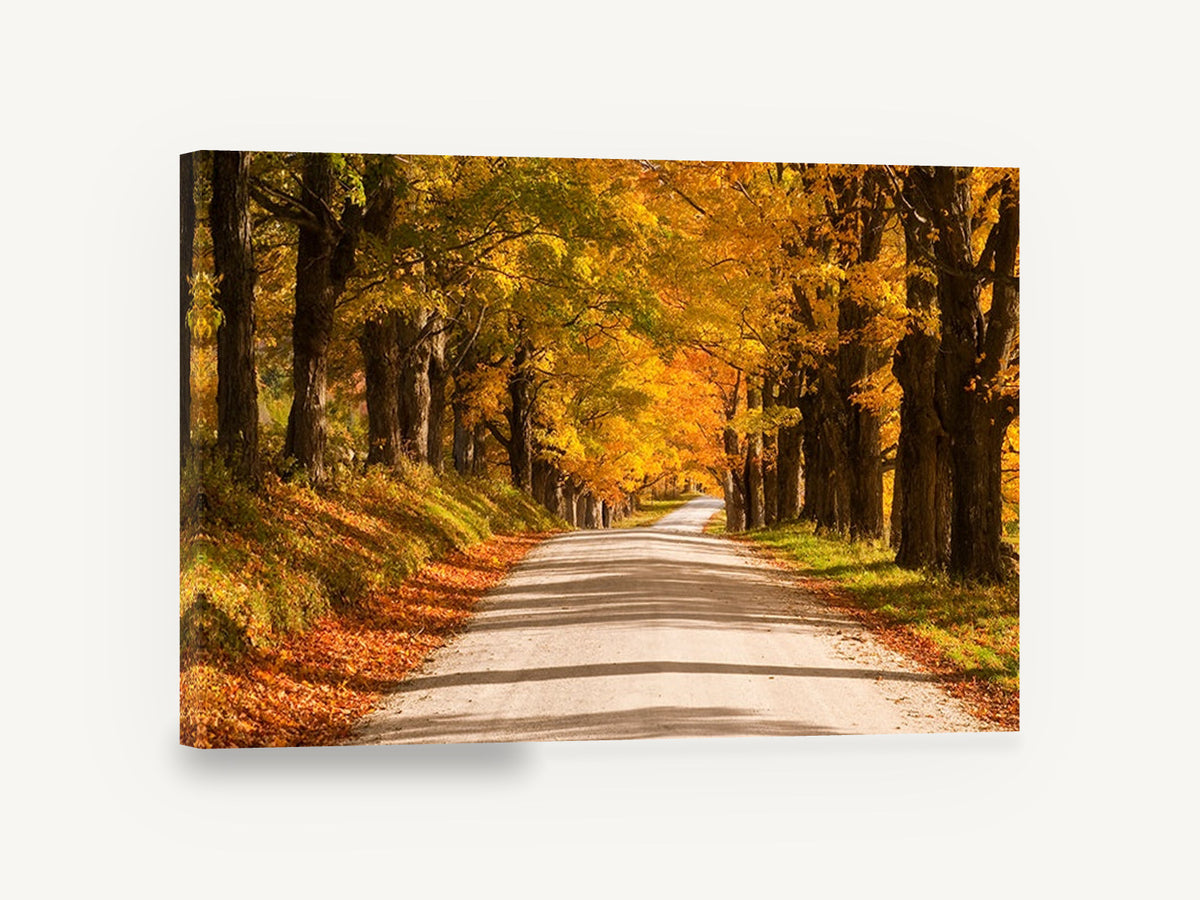 Golden Maple Lane, autumn maple road photograph, landscape canvas wall art print ready to hang