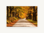 Golden Maple Lane, autumn maple road photograph, landscape canvas wall art print, front view