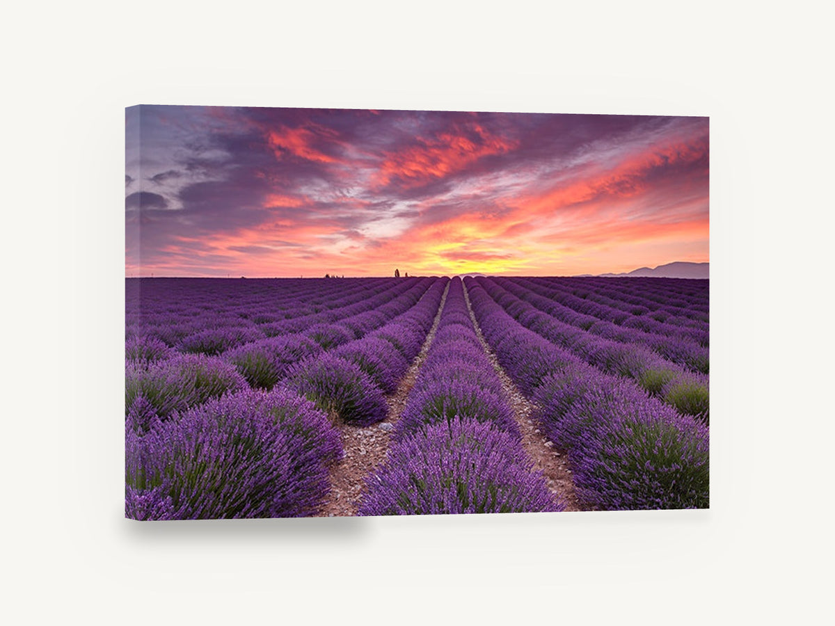 Lavender Rows at Dawn, lavender field sunrise photograph, landscape canvas wall art print ready to hang