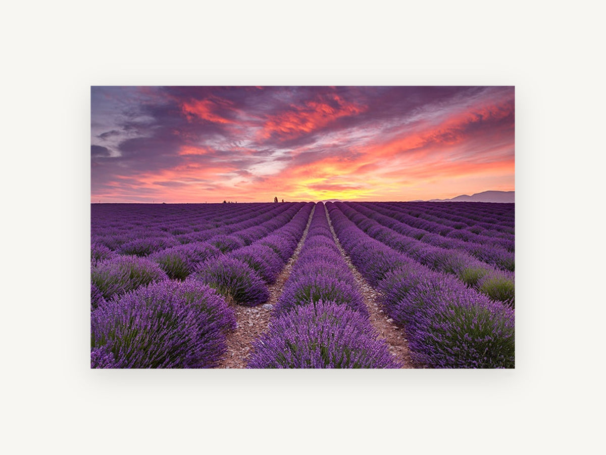 Lavender Rows at Dawn, lavender field sunrise photograph, landscape canvas wall art print, front view
