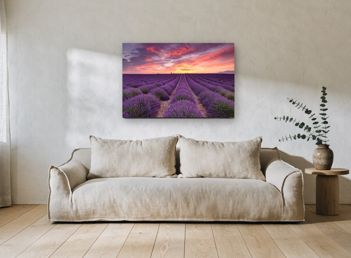 Lavender Rows at Dawn landscape canvas print on the wall of a living room